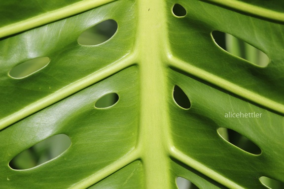 Köstliches Fensterblatt (Monstera deliciosa)